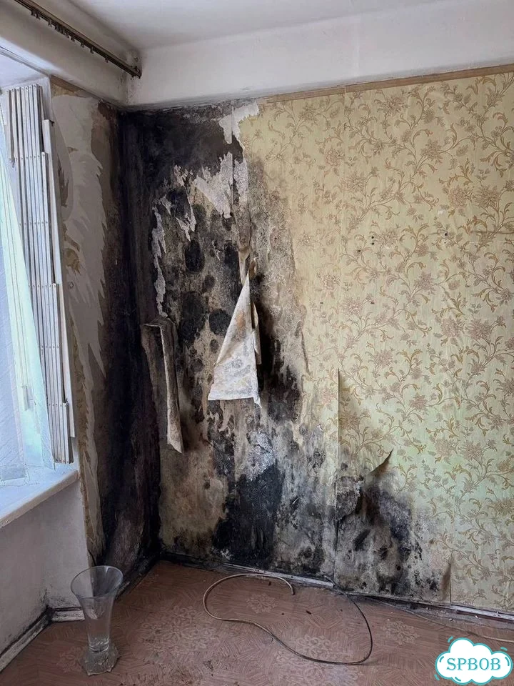 Дезинфекция Удаление плесени, грибка и вирусов фото 3