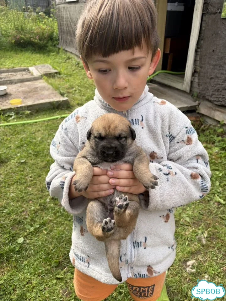 Щенок в добрые руки фото 2