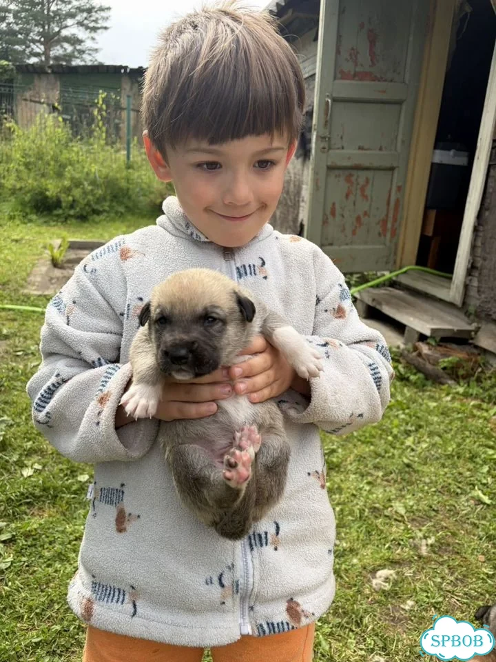Щенок в добрые руки фото 3