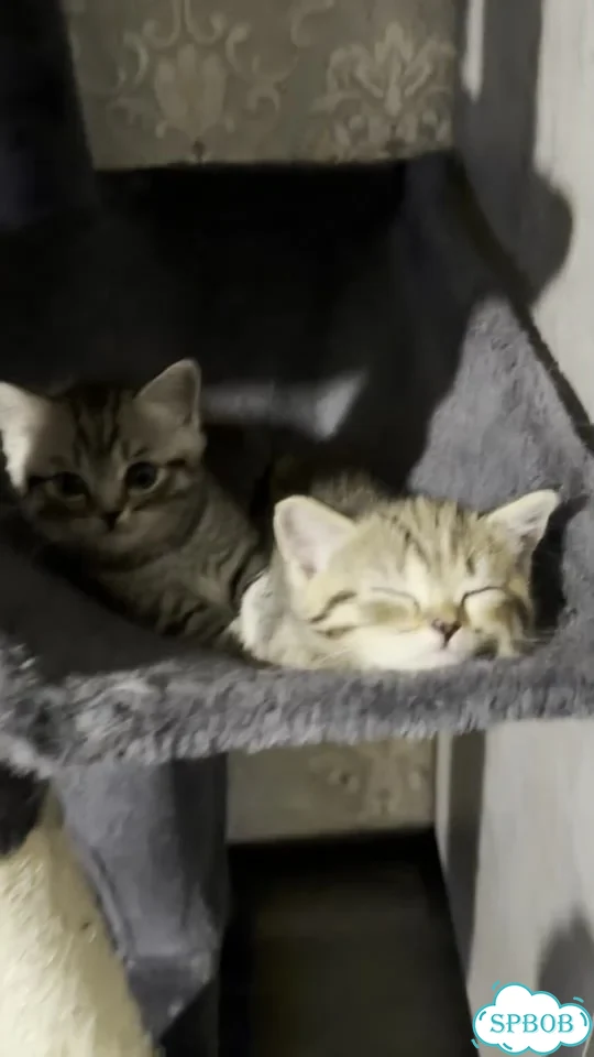Шотландский вислоухий короткошёрстный котёнок фото 1