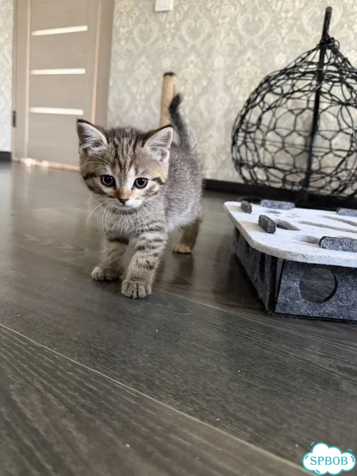 Шотландский вислоухий короткошёрстный котёнок фото 2