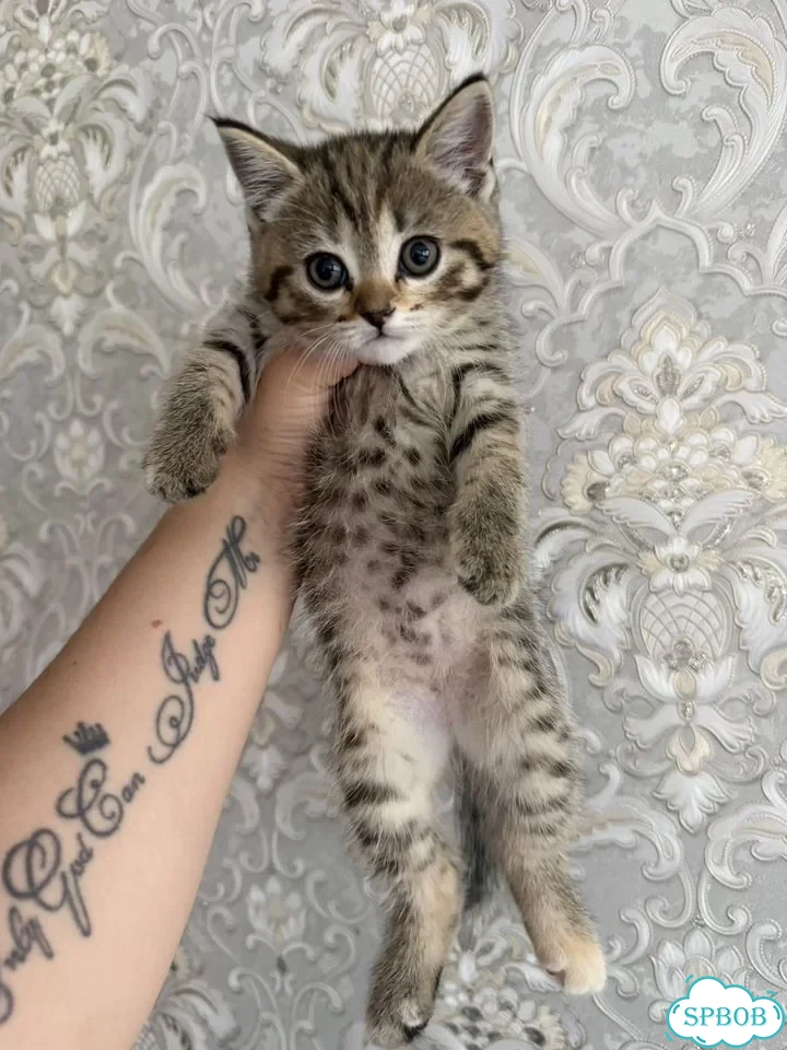 Шотландский вислоухий короткошёрстный котёнок фото 3