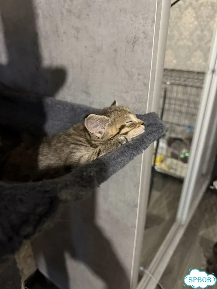 Шотландский вислоухий короткошёрстный котёнок фото 4