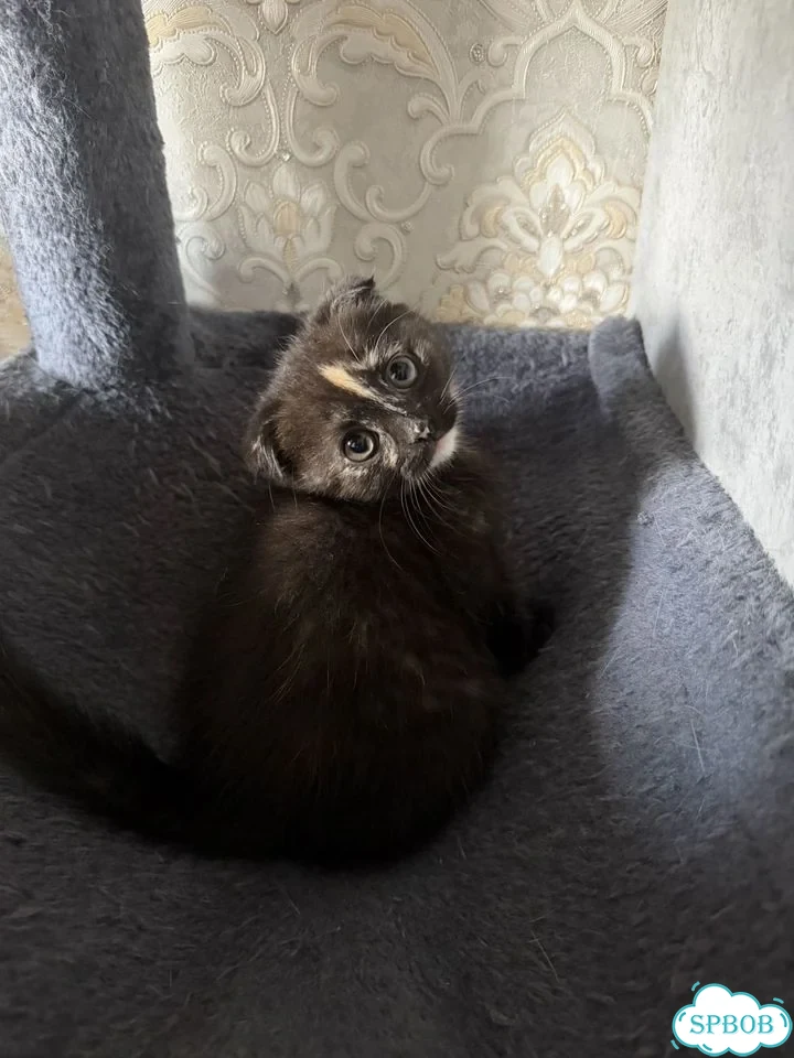 Шотландский вислоухий короткошёрстный котёнок фото 1