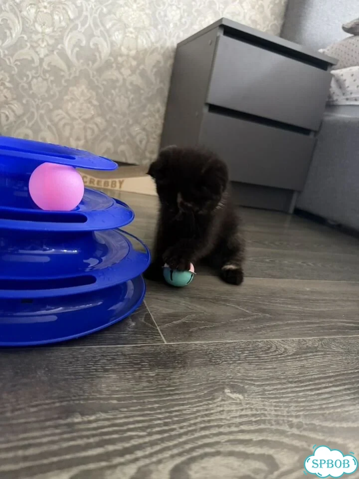 Шотландский вислоухий короткошёрстный котёнок фото 2