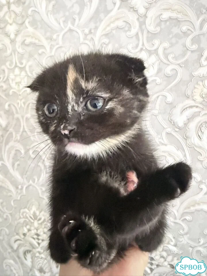 Шотландский вислоухий короткошёрстный котёнок фото 3