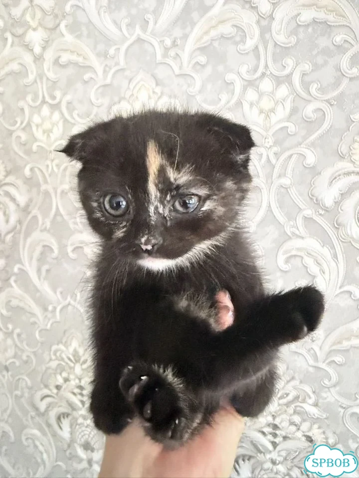Шотландский вислоухий короткошёрстный котёнок фото 4