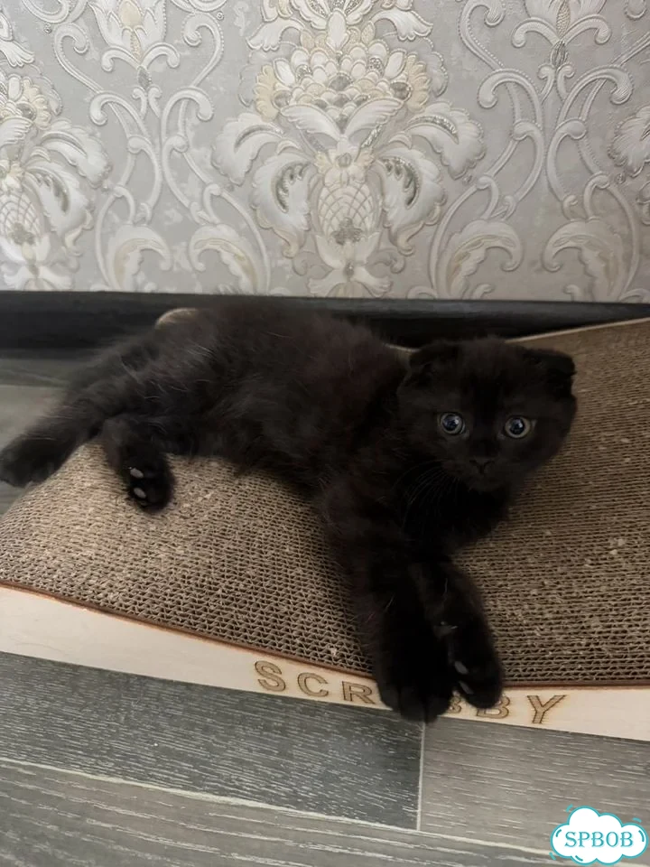Шотландский вислоухий короткошёрстный котёнок фото 1