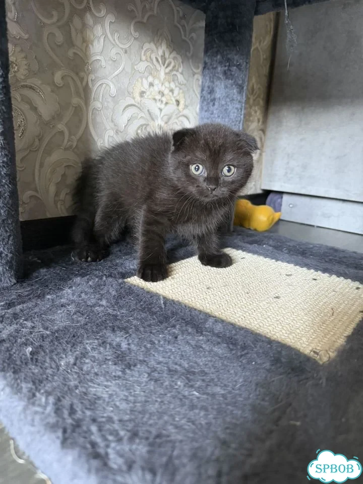 Шотландский вислоухий короткошёрстный котёнок фото 2