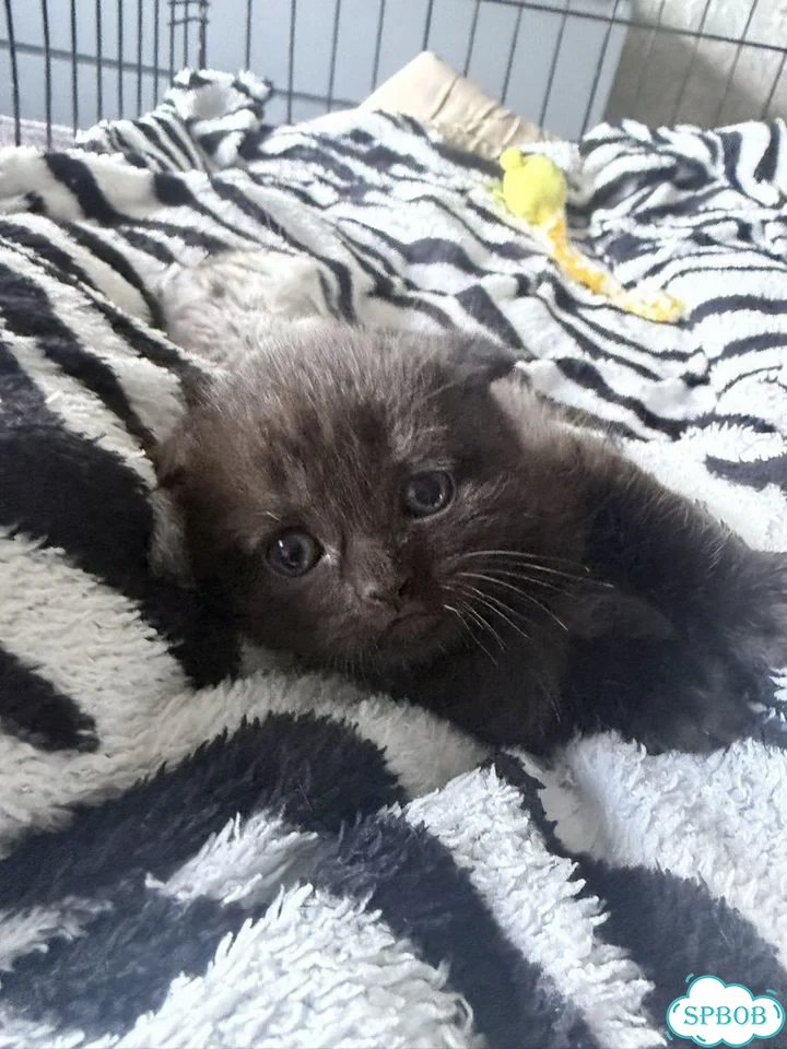 Шотландский вислоухий короткошёрстный котёнок фото 3