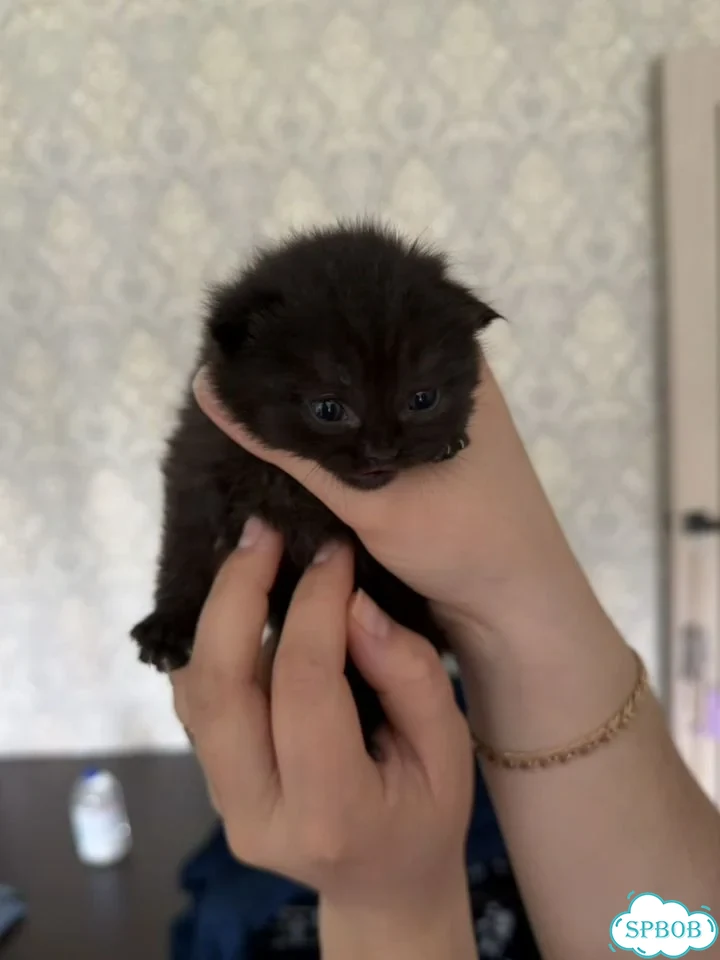 Шотландский вислоухий короткошёрстный котёнок фото 4