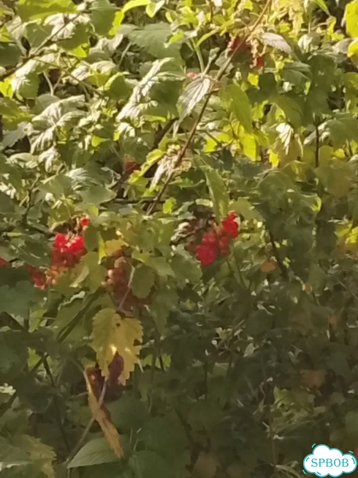 Дом 48 м² на участке 12 сот. фото 14