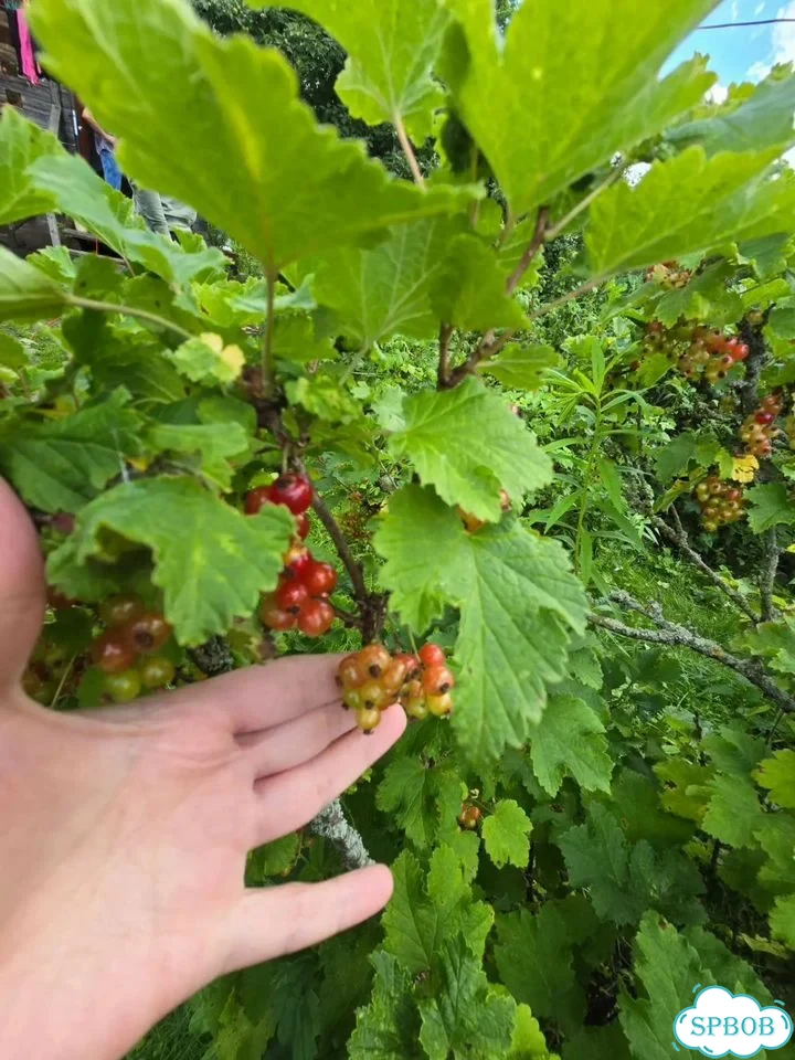 Дом 55,8 м² на участке 12 сот. фото 32