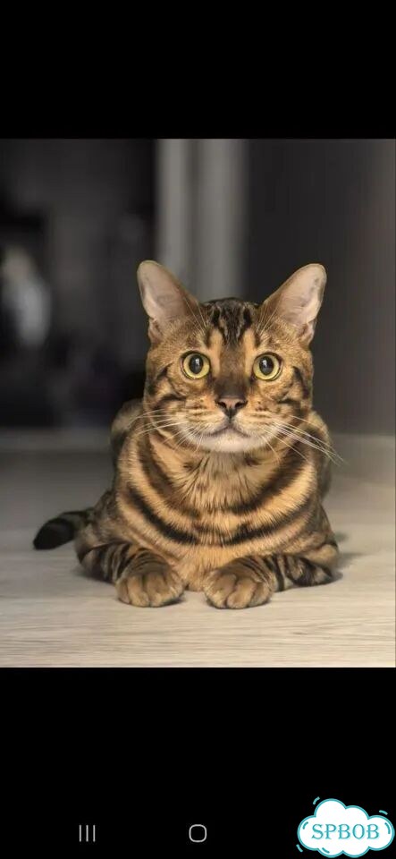 Бенгальский кот, вязка фото 1