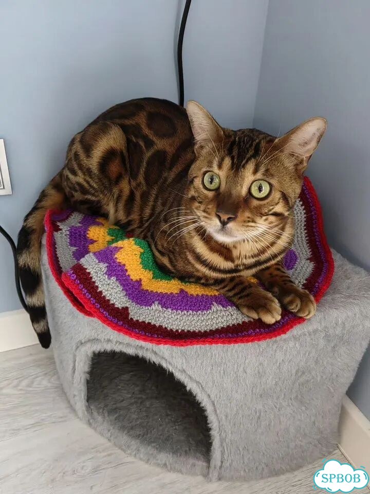 Бенгальский кот, вязка фото 2