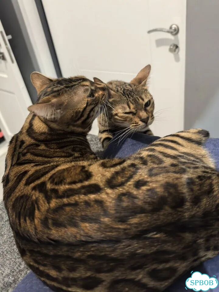 Бенгальский кот, вязка фото 3