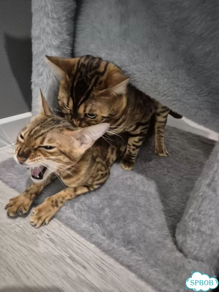 Бенгальский кот, вязка фото 4