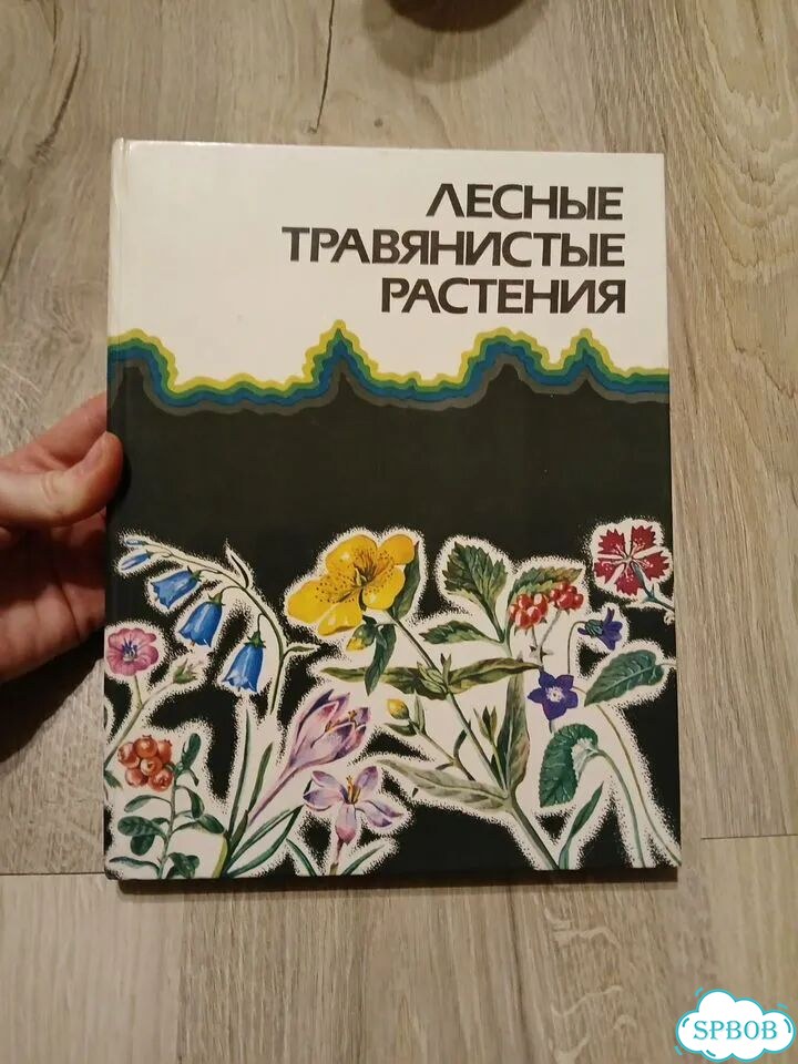 Лесные трявянистые растения фото 1