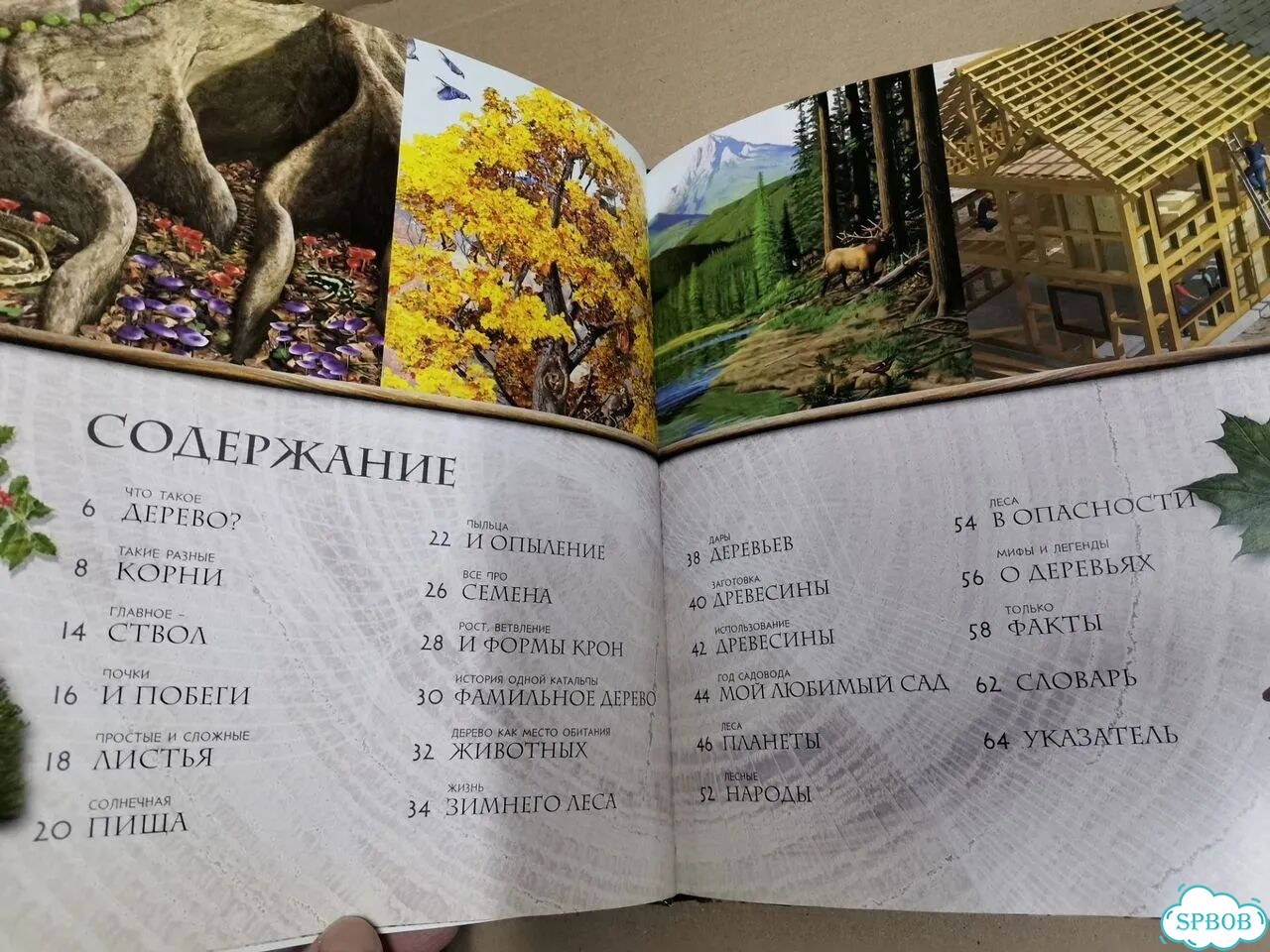 Деревья, факты находки открытия фото 5