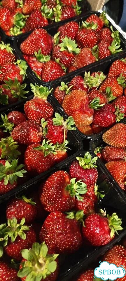 Клубника сладкая из Белоруссии сорта черная Мальви фото 3