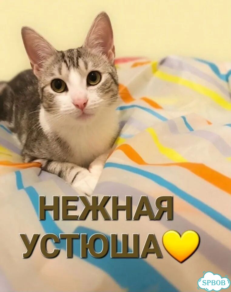 Котёнок в добрые руки фото 1