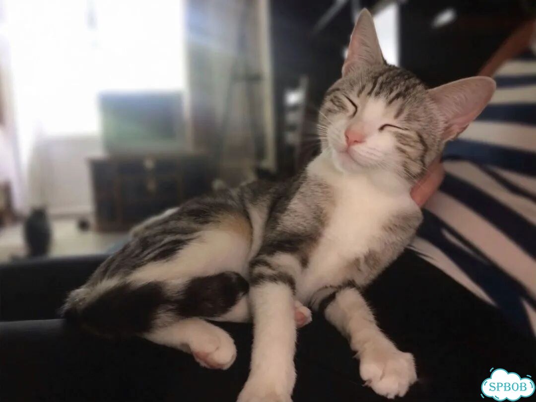 Котёнок в добрые руки фото 2