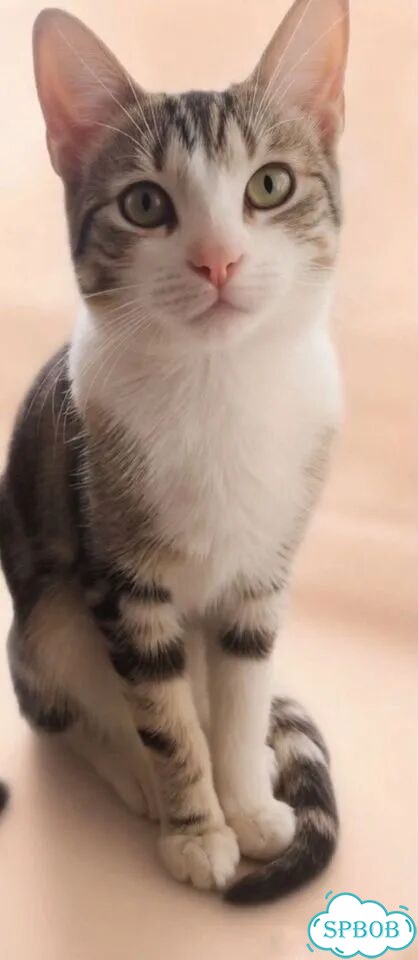 Котёнок в добрые руки фото 3