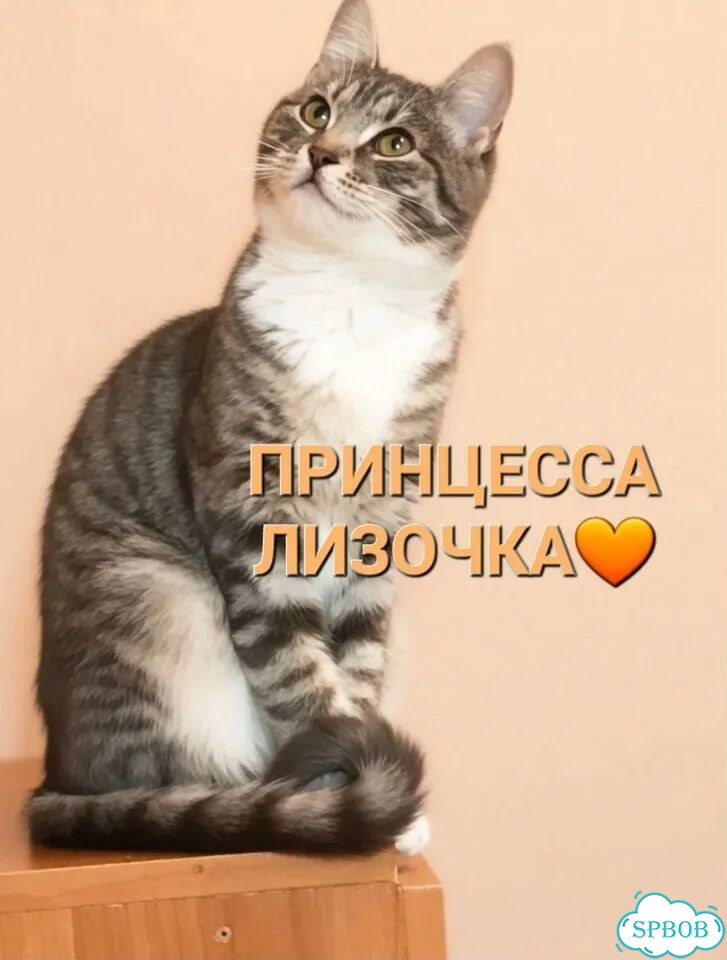 Котёнок в добрые руки фото 1