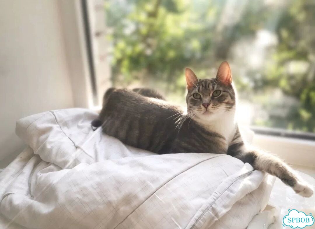 Котёнок в добрые руки фото 2