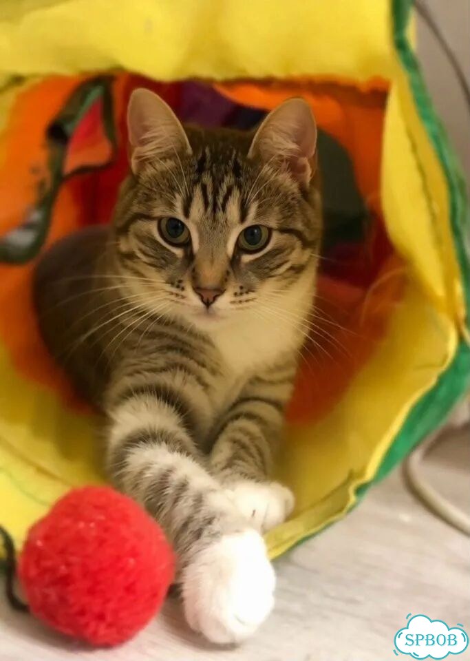 Котёнок в добрые руки фото 3
