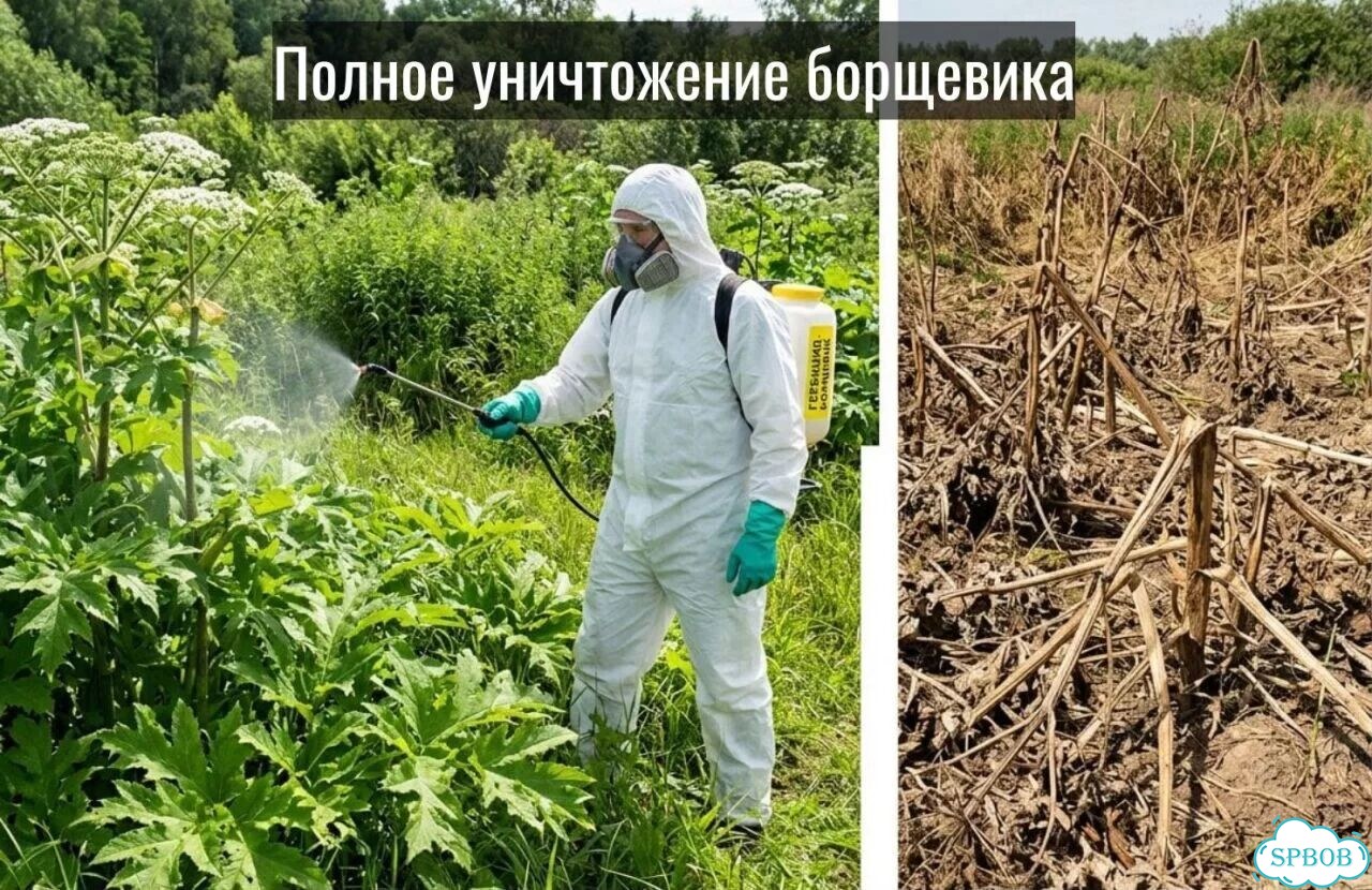 Обработка участка от клещей и комаров фото 4
