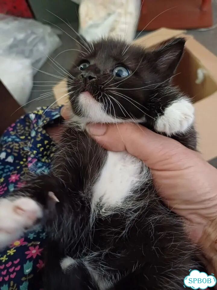 Котёнок от частного владельца фото 1