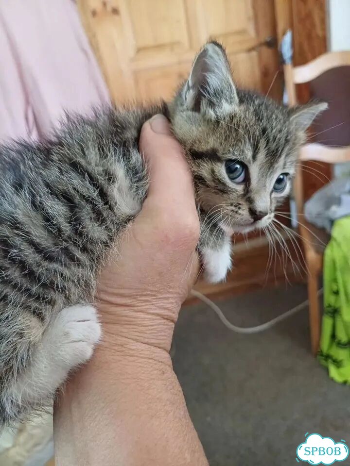 Котёнок от частного владельца фото 2