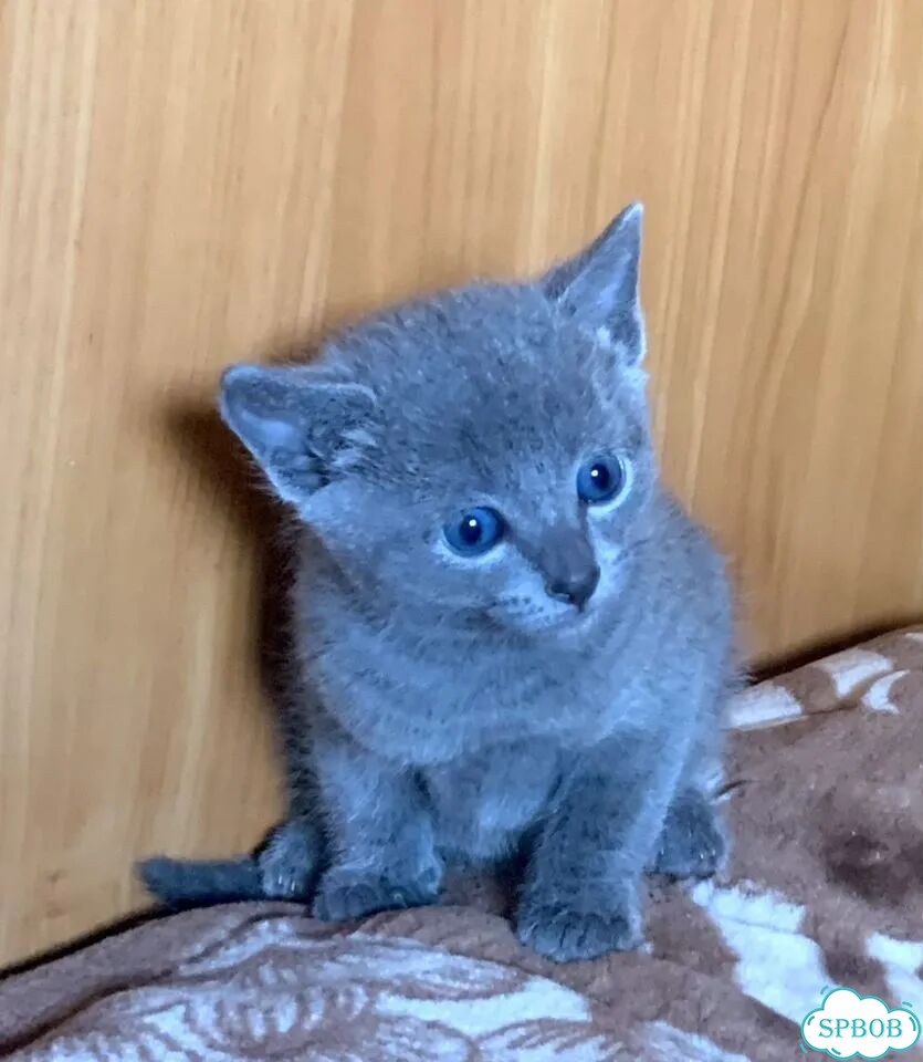 Русский голубой котёнок фото 1