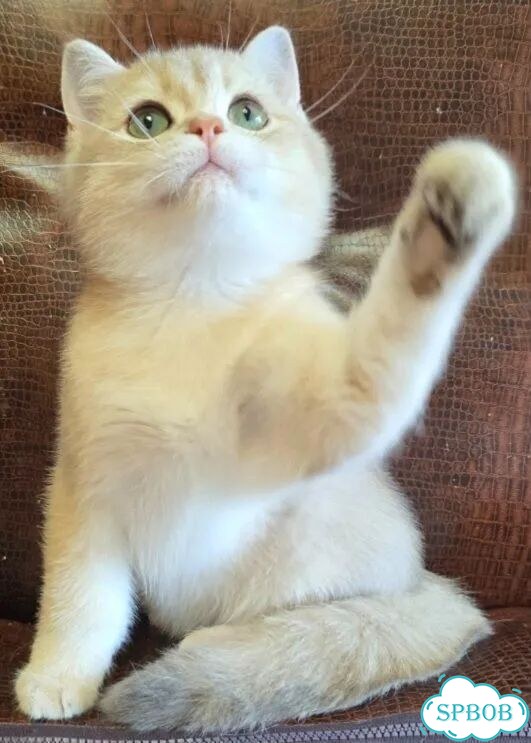 Британский короткошёрстный котёнок фото 1