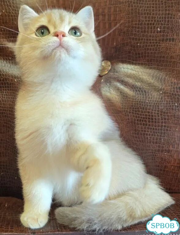 Британский короткошёрстный котёнок фото 2