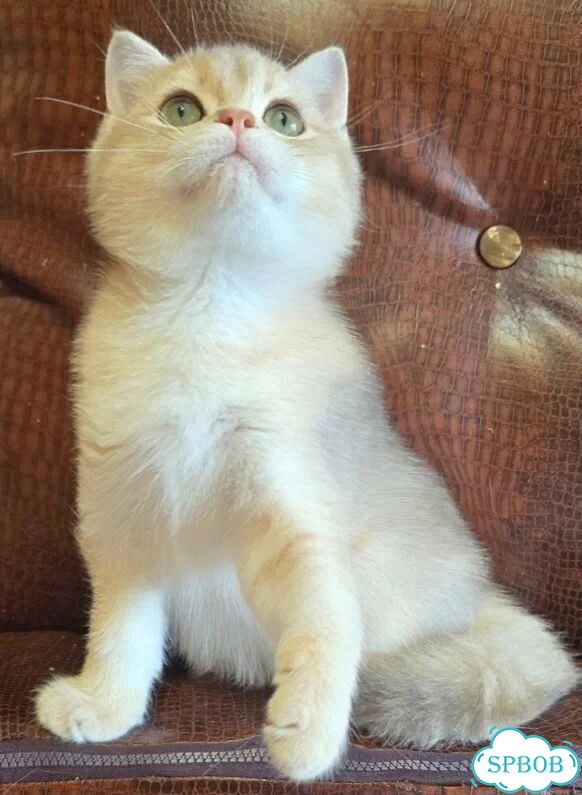 Британский короткошёрстный котёнок фото 3