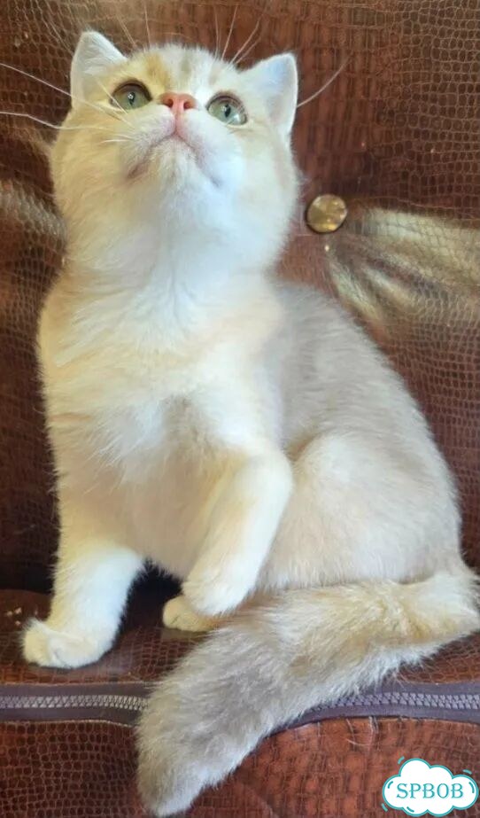 Британский короткошёрстный котёнок фото 4