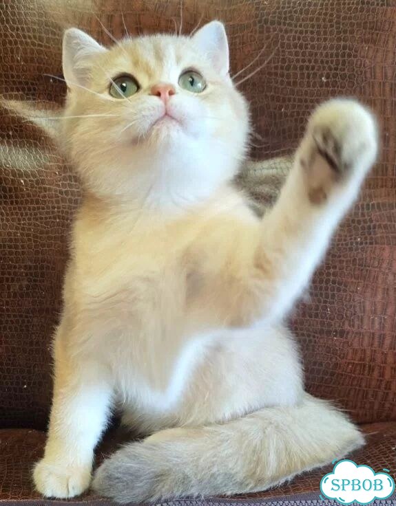 Британский короткошёрстный котёнок фото 5