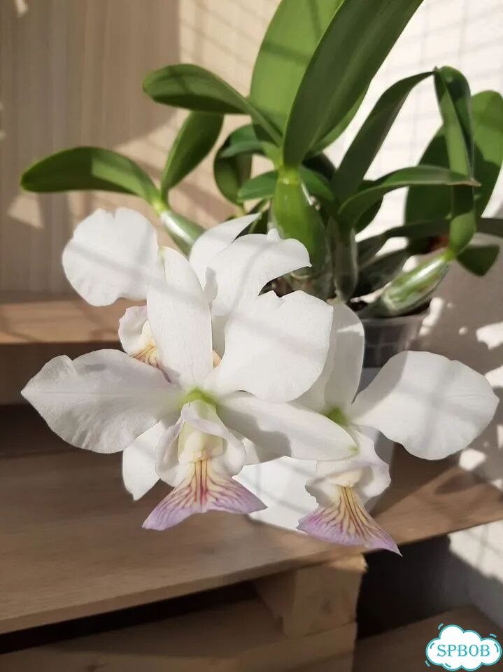 Орхидея каттлея C. nobilior amaliae s/a x sib фото 1