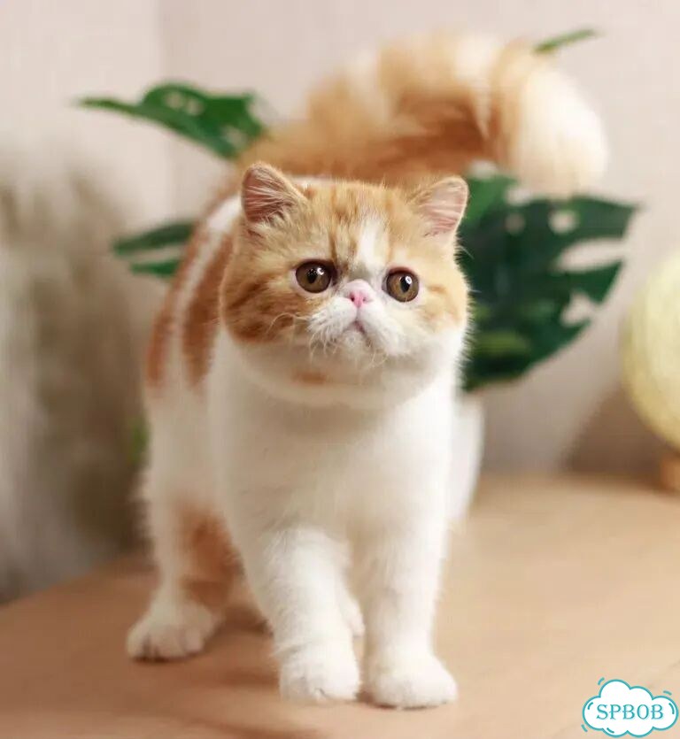 Экзотический короткошёрстный котёнок фото 2