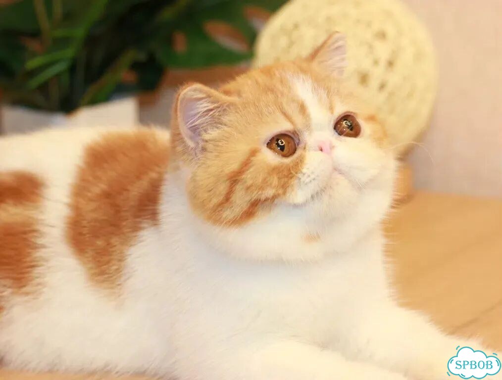 Экзотический короткошёрстный котёнок фото 5