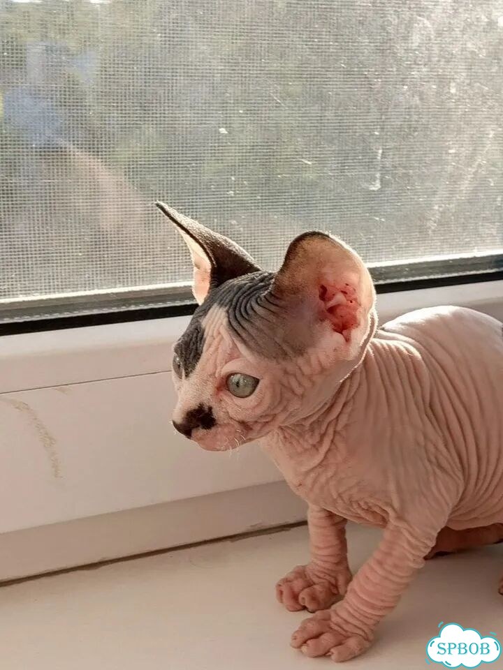 Канадский сфинкс котёнок фото 4