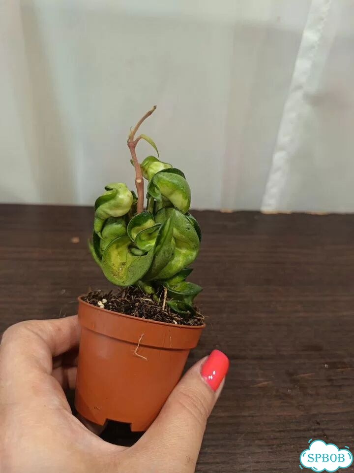 Хойя Mauna Loa фото 5