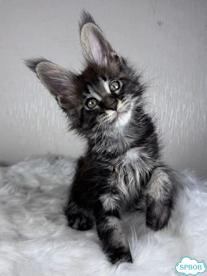 Мейн-кун котёнок фото 1