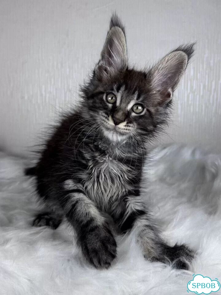 Мейн-кун котёнок фото 3
