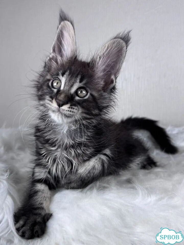 Мейн-кун котёнок фото 4