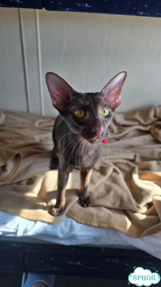 Ориентальный котёнок фото 1