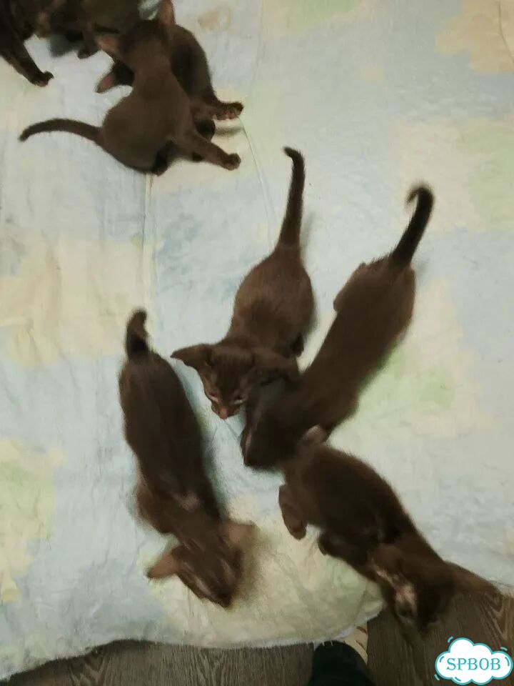 Ориентальный котёнок фото 1