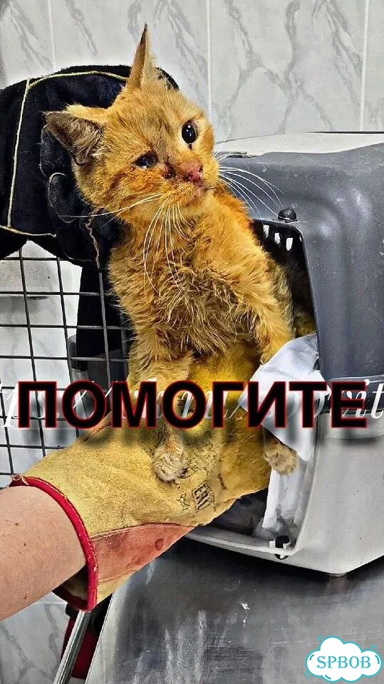 Взрослая, кошка в добрые руки фото 1
